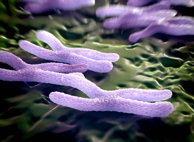 Kromozomlar genetik materyal DNA 'sının bir paketlenmiş halidir.