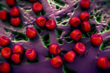 Aconite anter ve polen, bir akonit (Aconitum) çiçeğinden gelen polen tanecikleri. 