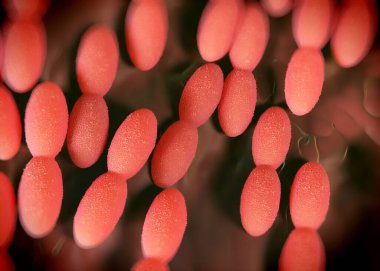 3D görüntüleme - asetobacter bakteri