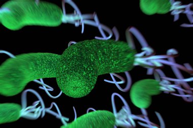 Helicobacter pylori bakterisine yakın çekim 