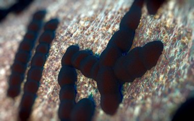 Streptococcus pneumoniae, Gram-pozitif koküs şekilli patojenik bakteridir ve zatürreye ek olarak pnömokok enfeksiyonlarına neden olur. .