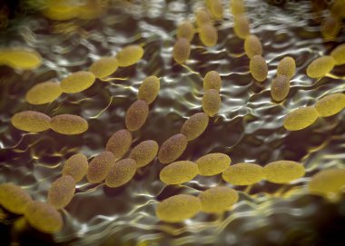 3D görüntüleme - asetobacter bakteri