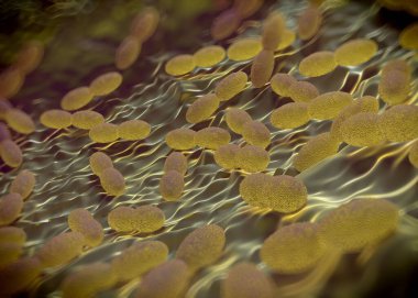 3D görüntüleme - asetobacter bakteri