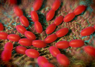 3D görüntüleme - asetobacter bakteri