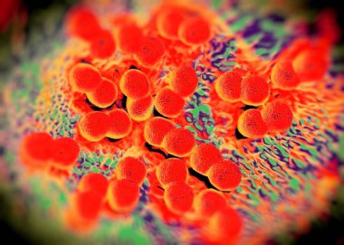 3D görüntüleme - Neisseria gonorrhoeae bakterisi