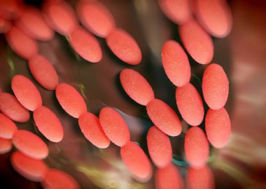 3D görüntüleme - asetobacter bakteri