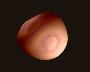 3D görüntüleme - menekşe poleni