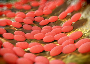 3D görüntüleme - asetobacter bakteri