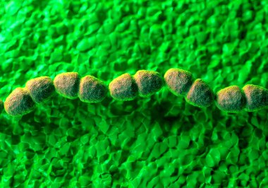 Streptococcus faecalis olarak bilinen Enterococcus faecalis bakterisi. Bu bakteriler yuvarlak veya oval şekilli koküsler, burada tipik olarak hücre zincirleri oluştururlar.