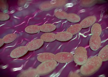 3D görüntüleme - asetobacter bakteri