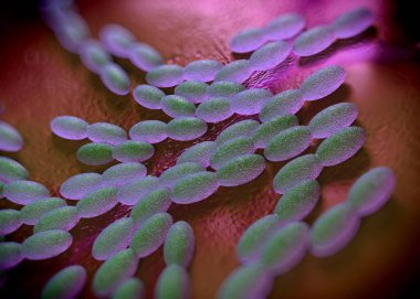 3D görüntüleme - asetobacter bakteri