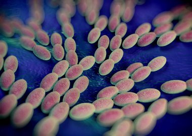 3D görüntüleme - asetobacter bakteri