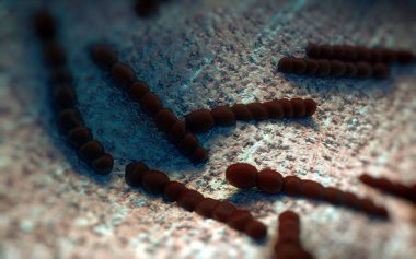 Streptococcus pneumoniae, Gram-pozitif koküs şekilli patojenik bakteridir ve zatürreye ek olarak pnömokok enfeksiyonlarına neden olur. .