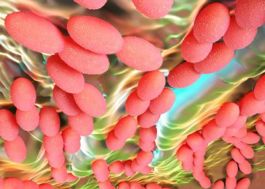 3D görüntüleme - asetobacter bakteri