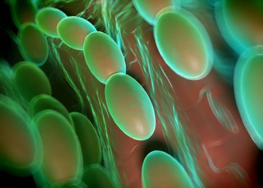 3D görüntüleme - asetobacter bakteri