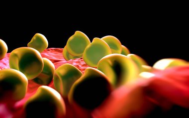 Aconite anter ve polen - 3D görüntüleme