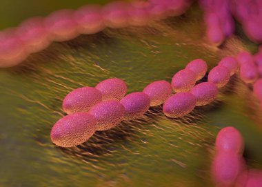 3D görüntüleme - asetobacter bakteri 