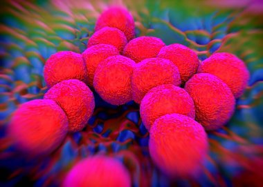 3D görüntüleme - Neisseria gonorrhoeae bakterisi