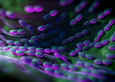 3D görüntüleme - asetobacter bakteri