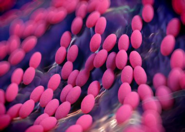 3D görüntüleme - asetobacter bakteri