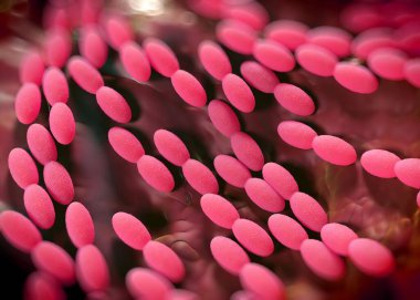 3D görüntüleme - asetobacter bakteri