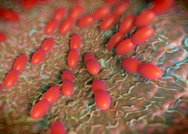 3D görüntüleme - asetobacter bakteri