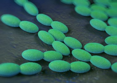 3D görüntüleme - asetobacter bakteri 