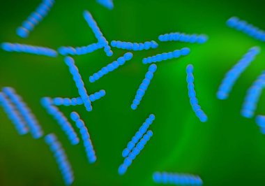 Streptococcus pneumoniae, bakteri sanat