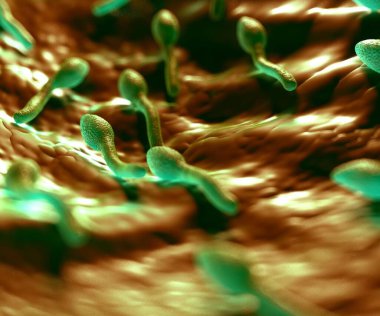 3D görüntüleme - lostridium tetani bakterisi 