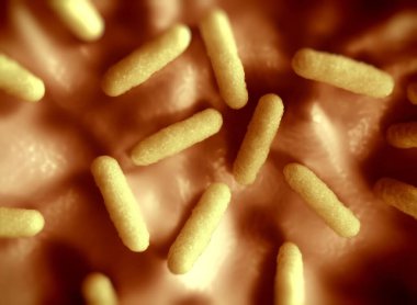 Salmonella typhimurium bakterisine yakın çekim