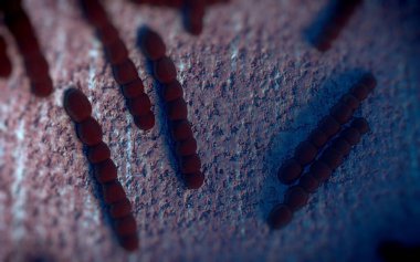 Streptococcus pneumoniae, Gram-pozitif koküs şekilli patojenik bakteridir ve zatürreye ek olarak pnömokok enfeksiyonlarına neden olur. .