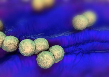 3D görüntüleme - Neisseria gonorrhoeae bakterisi