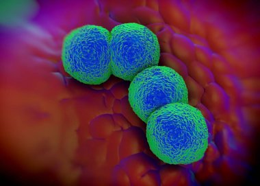 3D görüntüleme - Neisseria gonorrhoeae bakterisi