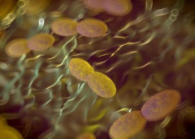 3D görüntüleme - asetobacter bakteri