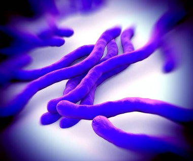 Borrelia burgdorferi bakterisi yakın plan