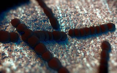 Streptococcus pneumoniae, Gram-pozitif koküs şekilli patojenik bakteridir ve zatürreye ek olarak pnömokok enfeksiyonlarına neden olur. .