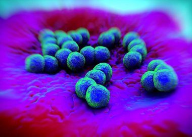 3D görüntüleme - Neisseria gonorrhoeae bakterisi