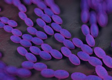 3D görüntüleme - asetobacter bakteri 