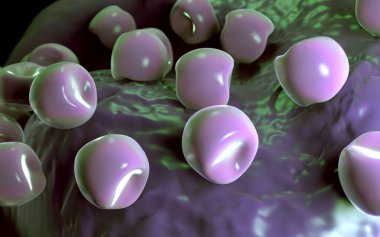  Bilinen Anter ve polen