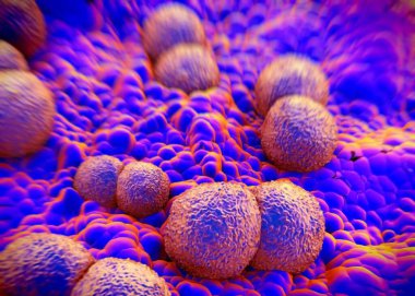 3D görüntüleme - Neisseria gonorrhoeae bakterisi