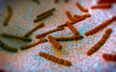 Streptococcus pneumoniae, Gram-pozitif koküs şekilli patojenik bakteridir ve zatürreye ek olarak pnömokok enfeksiyonlarına neden olur. .