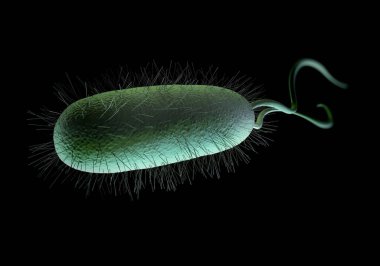 Bu Gram-negatif bakteri kıvrımlıdır (burada olduğu gibi) veya hareket için kırbaç ile spiral şeklindedir. Burada, saç benzeri birçok kırbaç görünür. H.pylori kolonileri mide mukoza zarında mide iltihabı olan insanlarda görülür.