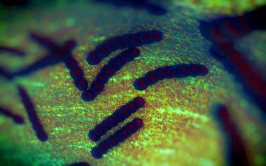 Streptococcus pneumoniae, Gram-pozitif koküs şekilli patojenik bakteridir ve zatürreye ek olarak pnömokok enfeksiyonlarına neden olur. .