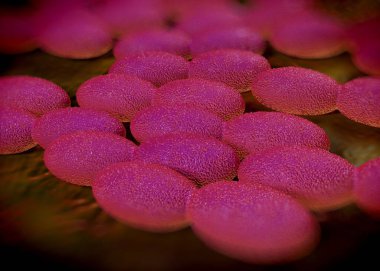 3D görüntüleme - asetobacter bakteri