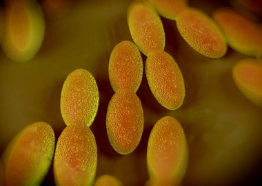 3D görüntüleme - asetobacter bakteri