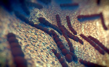 Streptococcus pneumoniae, Gram-pozitif koküs şekilli patojenik bakteridir ve zatürreye ek olarak pnömokok enfeksiyonlarına neden olur. .