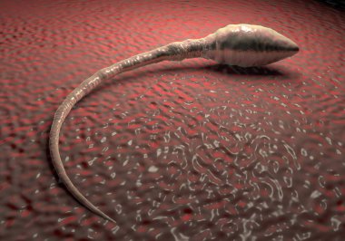 Sperm hücresi resimleme 