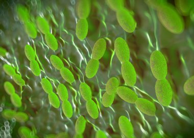 3D görüntüleme - asetobacter bakteri