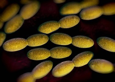 3D görüntüleme - asetobacter bakteri