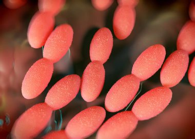 3D görüntüleme - asetobacter bakteri